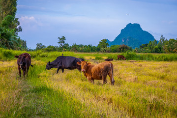 Cow in a field, Phatthalung