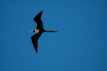 Magnificent Frigatebird