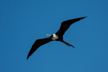 Magnificent Frigatebird