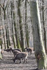 Fototapeta premium Brown billy goats in a forest in Germany