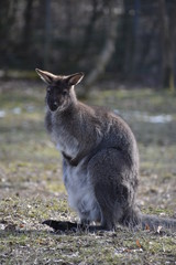Fototapeta premium Sweet kangaroo is sitting on a green meadow in a park in Germany