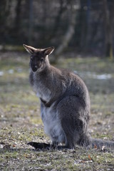 Sweet kangaroo is sitting on a green meadow in a park in Germany
