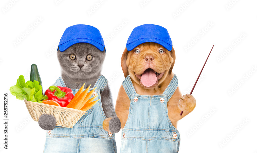 Aufkleber funny kitten and puppy farmers in blue caps with basket of vegetables pointing away on empty space. 