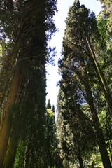 Fototapeta premium forest