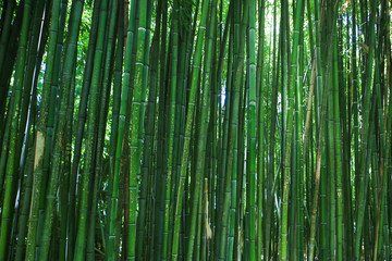 Obraz na płótnie Canvas bamboo