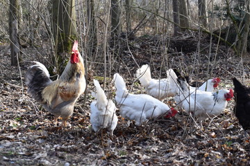 White rooster with many chickens in a forest in Germany