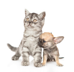 Obraz premium Chihuahua puppy and tabby kitten looking away and up. Isolated on white background
