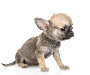 Obraz premium Newborn Chihuahua puppy sitting in profile. Isolated on white background