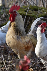 White rooster with many chickens in a forest in Germany