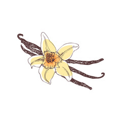Vanilla. Flower and vanilla pods on white background. Hand-drawn spice ink, color vector illustration.  