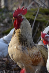 White rooster with many chickens in a forest in Germany