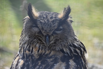 Portrait of a brown owl in a park in Germany