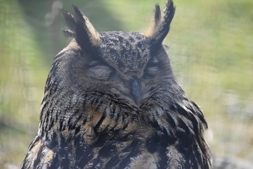 Portrait of a brown owl in a park in Germany