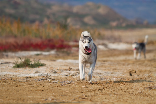 Image of happy and funny gray and white Siberian Husky dog running on the beach at seaside.