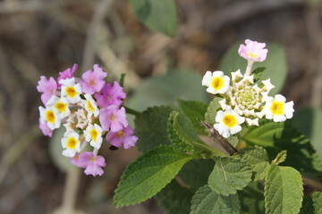 flowers in garden