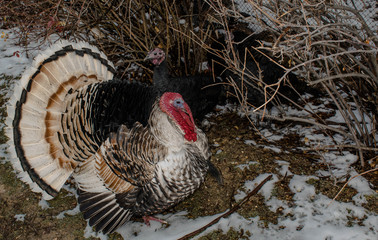 turkey large-sized poultry with a large beautiful tail farming for design