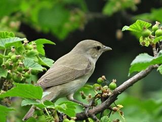 Nightingale on a branch in spring