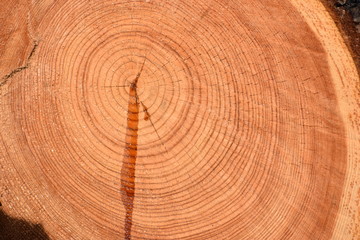 Naklejka premium Tree slice with tree rings - can be used as a background
