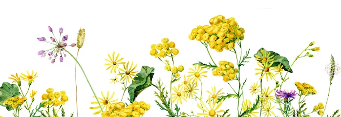 Tuinposter Background of wild yellow watercolor flowers © Olga F