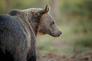 Large male brown bear