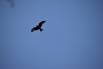 Bird with spread wings in flying in the blue sky