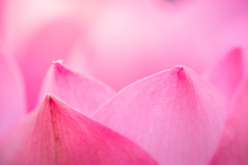 Nature : Closeup of pink petal of lotus using for background and texture. copy space concept. -Image.