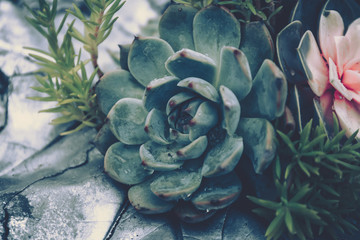 Succulent plants. vintage style