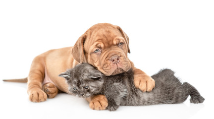 Playful puppy embracing kitten and looking at camera. isolated on white background