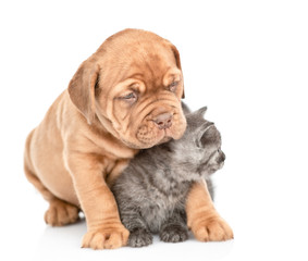 Friendly puppy embracing kitten. looking away on empty space. Isolated on white background