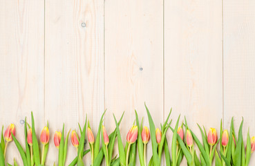 Tulips  over wooden background. Backdrop with empty space for text