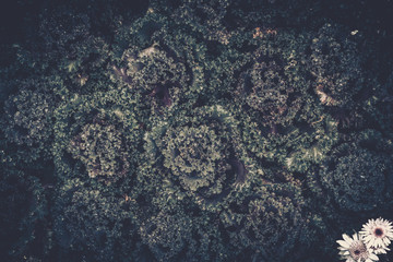 Flower Field background. Vintage style