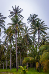 Obraz na płótnie Canvas Coconut palm trees, Thailand