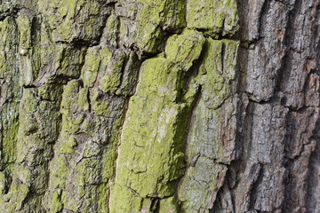 Closeup of a brown tree bark with green moss – can be used as a background