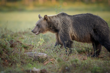 Large male brown bear in Boreal forest
