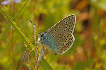 Polyommatus icarus (ROTTEMBURG, 1775) Hauhechel-Bläuling DE, RLP, Kröv, Mosel 24.05.2015