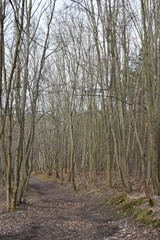 Forest landscape with many trees on the path in Germany