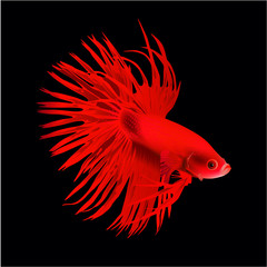 Red betta fish vector illustration sea ocean