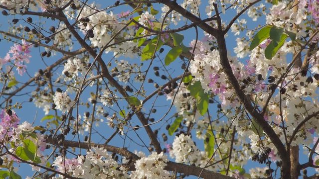 view panning beautiful Pride of india flowers (Lagerstroemia speciosa) blossom on tree branches with green nature background, other names Queen's flower, inthanin, queen's crape mytle, Jarul.