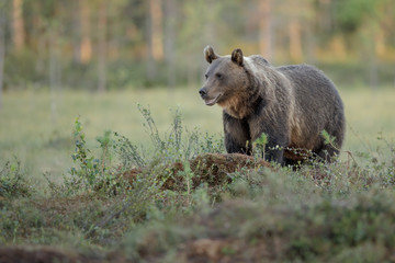 European brown bear, Finland