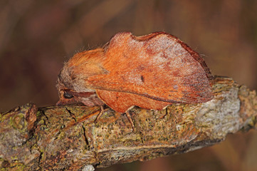 Phyllodesma tremulifolia (HÜBNER, [1810]) Eichenglucke DE, RLP, Starkenburg, Mosel 24.05.2015