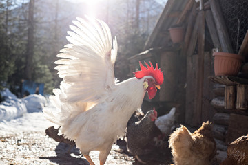 Le ali del gallo