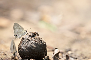 Close up butterfly resting on stone