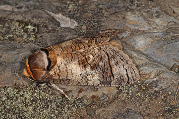 Cossus cossus (LINNAEUS, 1758) Weidenbohrer DE, RLP, Starkenburg, Mosel 24.05.2015