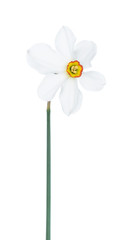 Bright spring narcissus