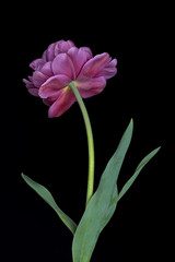 Bright terry tulip