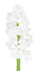 Bright white hyacinth
