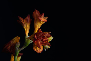 Red wilted freesia on black background,  with space for text