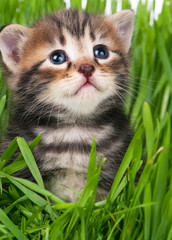 Cute little kitten