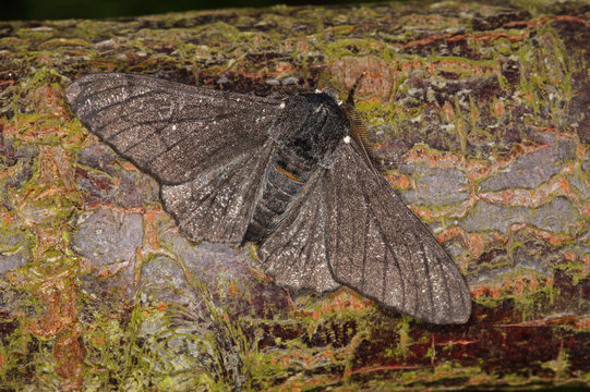 Biston betularia (LINNAEUS, 1758) f. carbonaria Birkenspanner, schwarz DE, NRW, Remscheid, Naturschule Grund 13.06.2015