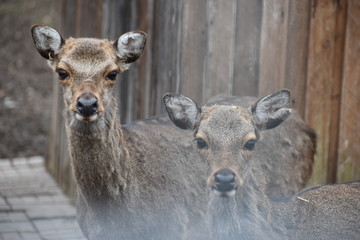 Portrait of two roe deers in a forest in Germany